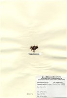 藏品(硬盾果藻)的圖片